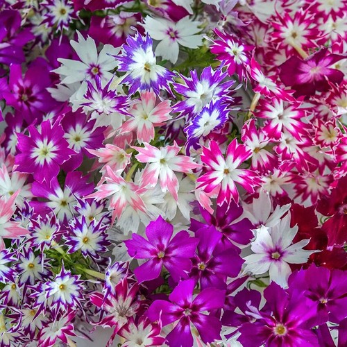 Phlox drummondii cuspidata
