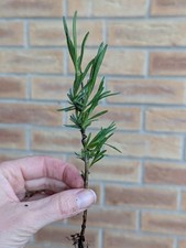 Pink Lavender plug plants