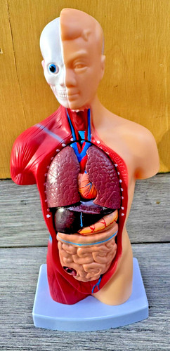 Mini torso model - torso,