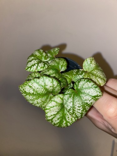 Begonia silver cloud baby - silver,