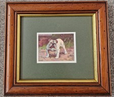 Framed English Bulldog Cigarette Card