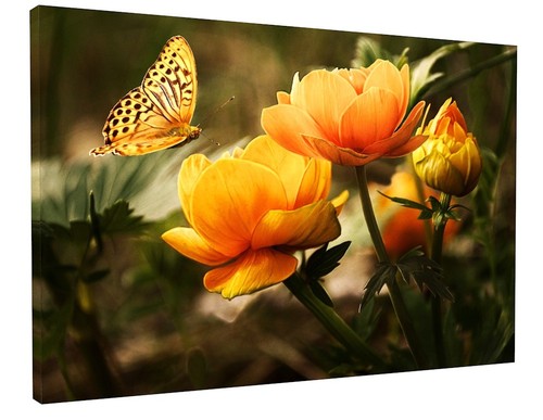 Butterfly daisy flowers canvas - flowers,