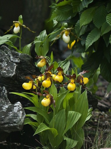 Yellow slipper orchid - yellow,