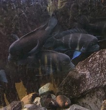 10 x BURUNDI FRONTOSA, 1 Large PLECOSTOMUS