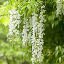 Wisteria Sinesis - Established
