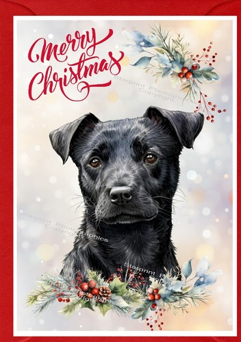 Patterdale terrier dog x - terrier, (4"x