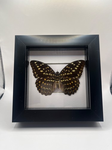 Framed archduke butterfly - framed,