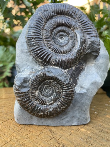 Dactylioceras ammonite fossil - dactylioceras,