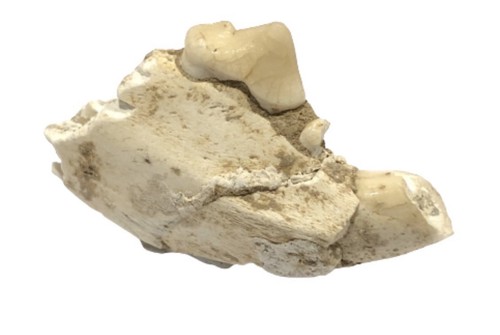 Unusual fossil ictitherium - unusual,