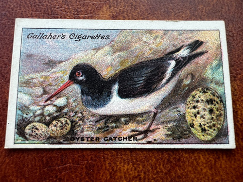 Gallaher birds nests - gallaher, &