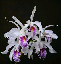 Cattleya Maxima F. Semi Alba. Blooming Size. Compact Plant. Fragrant Flowers. 