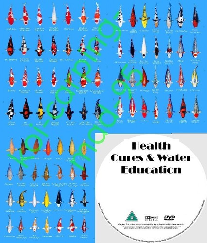 Koi breed posters - koi, 84