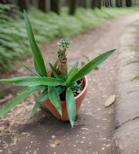 Yucca In Terracotta Pot