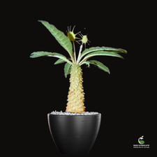 Dorstenia lancifolia Seeds