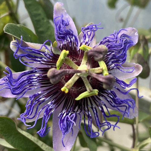 Passiflora purple rain - purple,