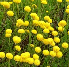 Santolina rosmarinifolia /