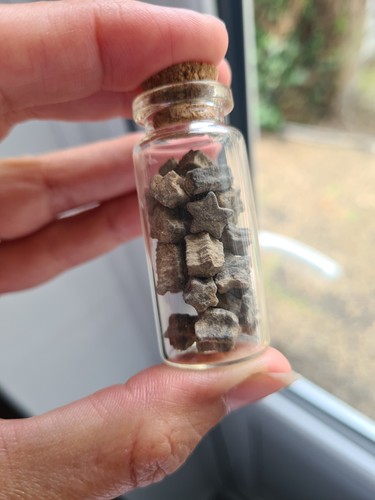 Small crinoid stem - crinoid, fossils