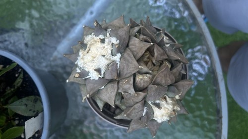 Ariocarpus retusus var