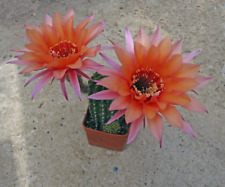 FRESH CACTUS SEED x20 echinopsis ‘WESSNER 11-2001’