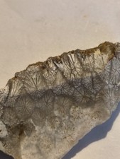 Tisbury Starstone Fossil Coral