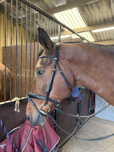 Premier equine ergonomic - premier,