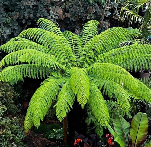 Multihead dicksonia antarctica - dicksonia,