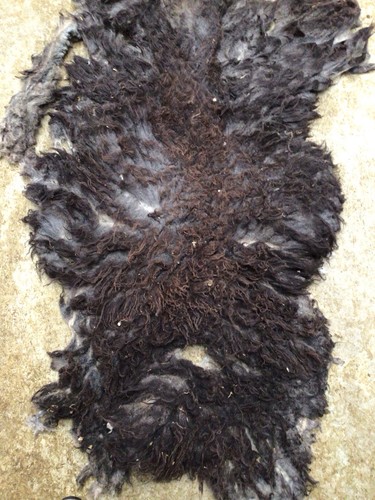 Native shetland grey - native, raw