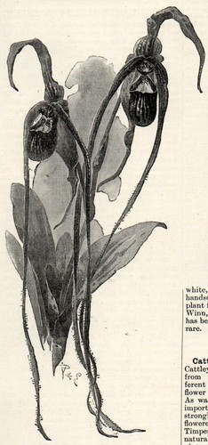 Cypripedium caudatum 1894 paul - caudatum,
