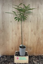 Sweet Chestnut Tree 40/60cm