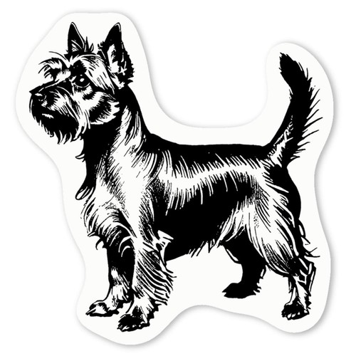 Silky terrier dog white - 'silky, dog'