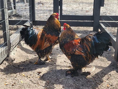 Rare gold laced brahma - gold,