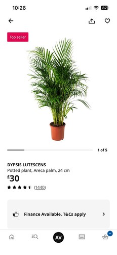 Palm tree dypsis lutescens - tree,