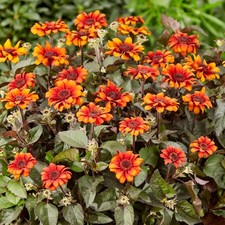 Heliopsis luna roja real - heliopsis,