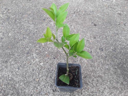 Calamondin citrus tree - tree, –