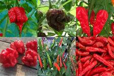 SUPER HOT CHILLI VIABLE SEEDS BUNDLE! SET OF SEVEN DIFFERENT TYPES OF CHILLI!!!