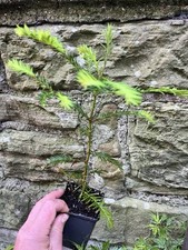 Sequoia sempervirens Coastal