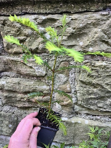 Coastal redwood tree live - redwood,