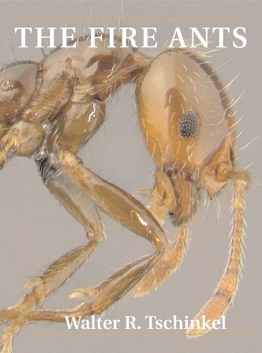The fire ants walter - ants, r