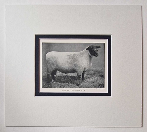 Parsons suffolk two shear - suffolk, ram