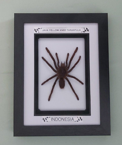 Taxidermy real framed - real,