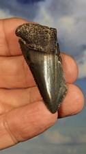 Megalodon juvenile shark - megalodon,