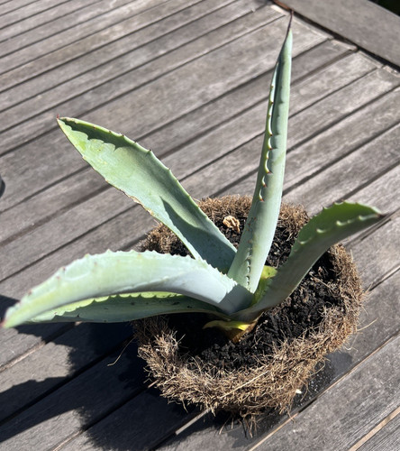 Small agave century - small, plant