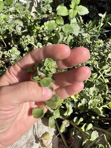 10x aeonium fresh cuttings - 10x,