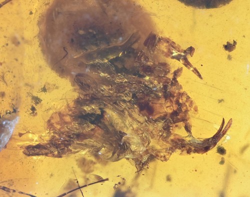 Rare affordable scorpion - affordable,