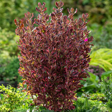 Coprosma 'Eclipse' - Stunning Mirror Evergreen shrub in 2ltr