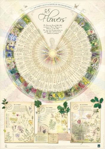 Bach flower poster wall - flower, chart