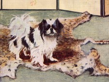 JAPANESE CHIN CHARMING DOG GREETINGS NOTE CARD BEAUTIFUL DOG ON LEAPORD SKIN RUG