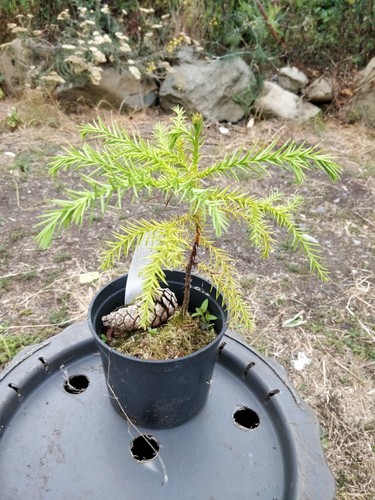 Japanese red cedar cryptomeria - red, cedar/cryptomeria