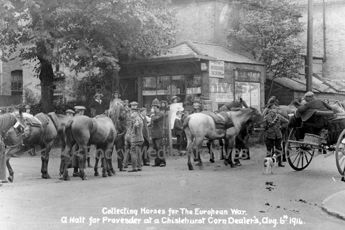 Bda collecting horses - bda-59,