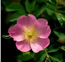 Old Fashioned Single Pink Rambling Rose ex 2ltr pot
